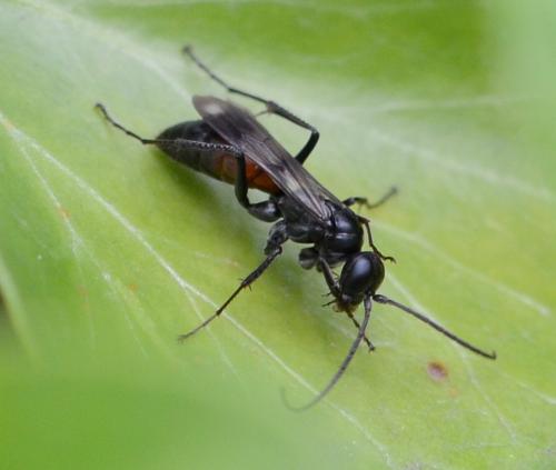 Priocnemis sp.